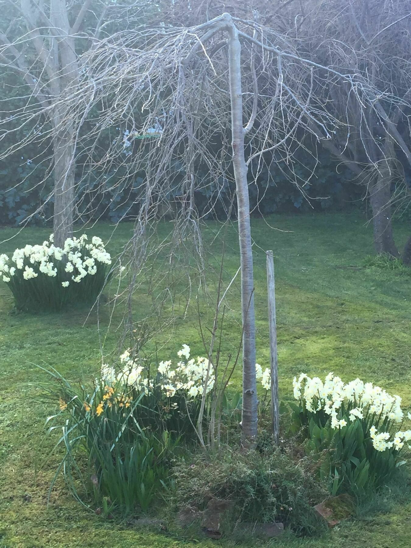 Bed and Breakfast Clydesdale Manor Hobart Exterior foto